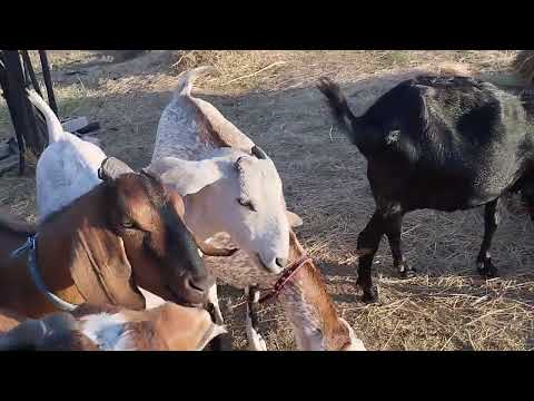Видео: Запаси на зиму #кози #сіно