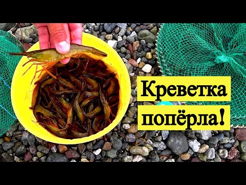 Видео: Креветка попёрла! // Shrimp. Season is open! (Eng Subs)