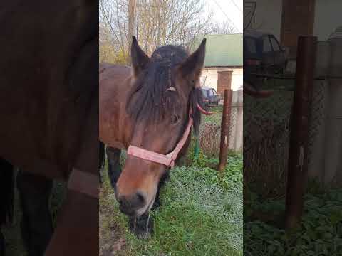 Видео: 30 жовтня 2025 р.