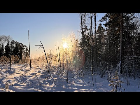 Видео: Лось. Трудный подранок.