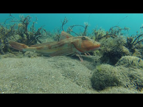 Видео: ПОДВОДНЫЙ МИР ЧЕРНОГО МОРЯ / 3