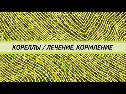 Видео: Лечение попугаев корелл, как часто сдавать анализы, когда прекращать лечение.  Как правильно кормить