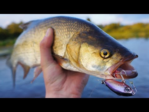 Видео: Западная Двина. Ловля неуловимого жереха на Daiwa Switch Hitter 65S