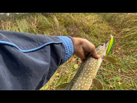 Видео: 3:1 В ПОЛЬЗУ MEGABASS👍