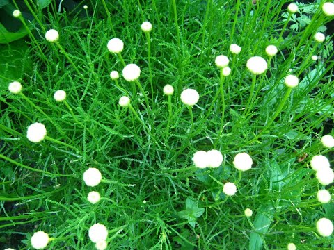 Видео: КОГДА НАЧИНАТЬ СТРИЧЬ САМШИТ, САНТОЛИНУ И ЛАВАНДУ.