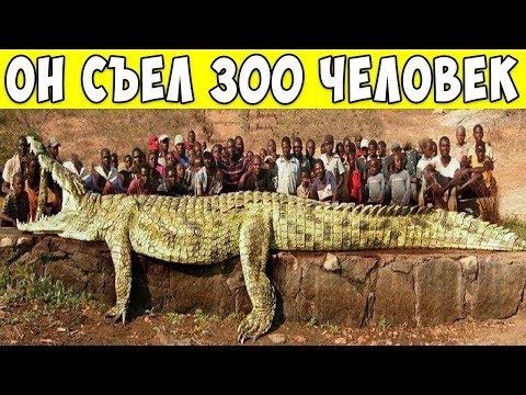 Видео: 8 Самых Опасных Животных в Истории