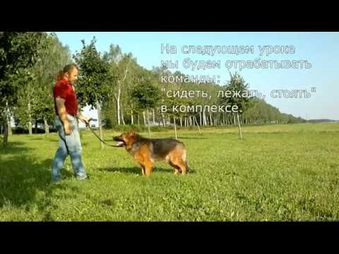 Видео: [Урок 11] Отработка команды СТОЯТЬ