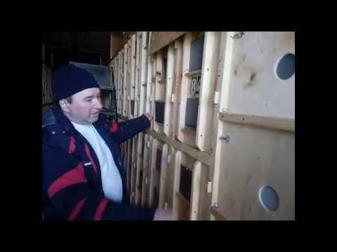 Видео: Пчелопавильон