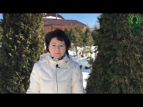 Видео: Как хранить Розы до посадки./4 часть/ Хранение штамбовых и других роз