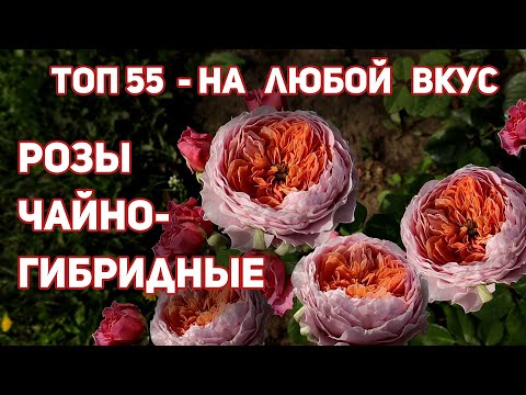 Видео: 55 сортов чайно-гибридных  роз, соседи позавидуют. Большинство отлично зимуют в 3 клим.зоне.