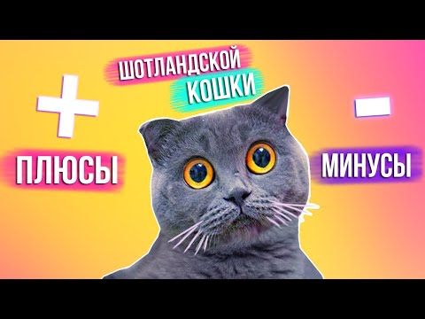 Видео: ПЛЮСЫ И МИНУСЫ ШОТЛАНДСКОЙ КОШКИ