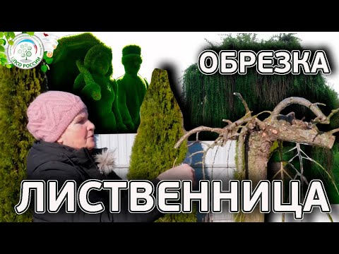 Видео: Лиственница Пендула на штамбе. Омолаживающая весенняя обрезка лиственницы.