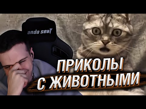 Видео: HELLYEAHPLAY СМОТРИТ ПРИКОЛЫ С ЖИВОТНЫМИ