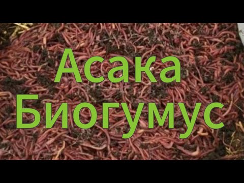 Видео: Андижон Жаннатмакон махалласига 0.5 кв чувалчанг сотдик. Тел: 90 253 33 38