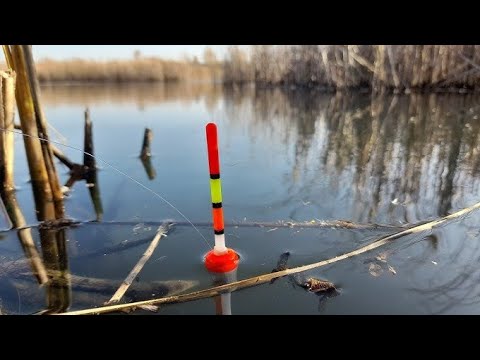 Видео: ПОПАЛ НА ЖОР ГИГАНСКИХ КАРАСЕЙ И ЛИНЕЙ.РЫБАЛКА НА ПОПЛАВОК В СЕНТЯБРЕ.