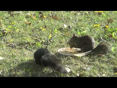 Видео: Просто белочки