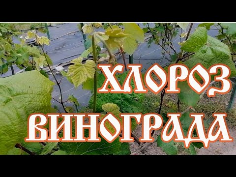 Видео: Хлороз винограда.  Что делать при пожелтении листьев