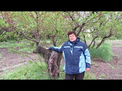 Видео: Почему ПЕРСИК лучше выращивать КУСТОМ.