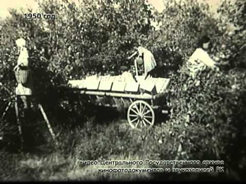 Видео: История большого города (яблоки апорт)