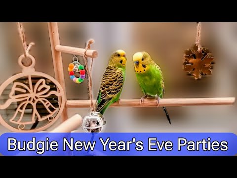 Видео: Budgie New Year's Eve Parties / Новогодние вечера волнистых попугайчиков