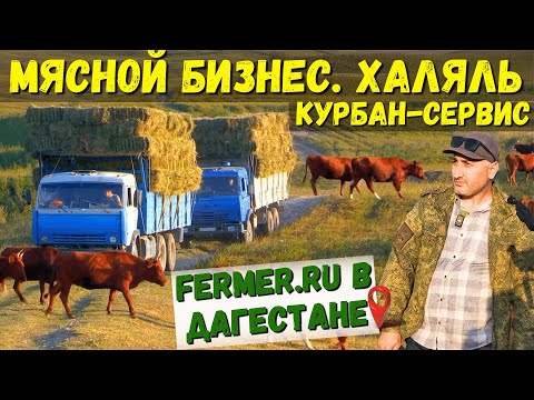 Видео: Калмыцкий скот на летних пастбищах. Заготовка сена в горах. Проплывая яма для КРС. Халяльный бизнес