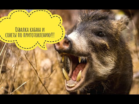 Видео: Обвалка кабана + рецепты 💪