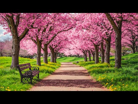 Видео: ВОССТАНОВЛЕНИЕ НЕРВНОЙ СИСТЕМЫ 🌸 Нежная музыка, успокаивает нервную систему и радует душу #26