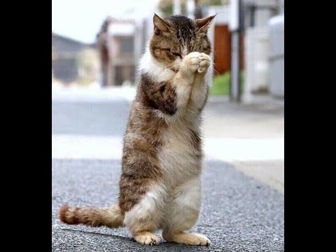 Видео: 😺 Пусть все котики будут счастливы! 🐈 Подборка смешных видео котов, котят и собак! 😻