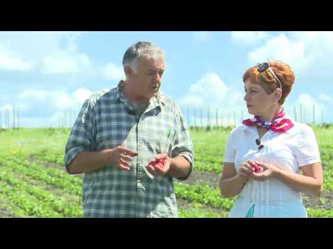 Видео: Воронежский агроном поделился секретами выращивания клубники и малины
