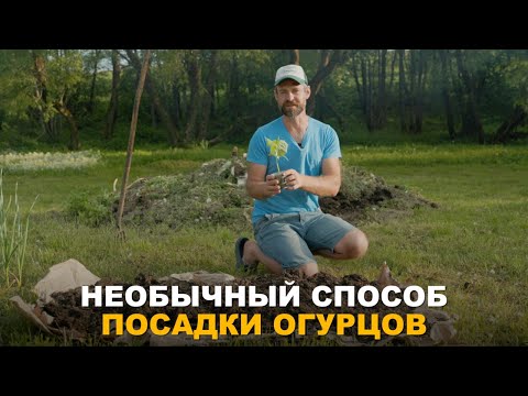 Видео: ОГУРЦЫ БЕЗ УХОДА. Необычный способ посадки.