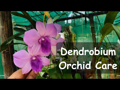 Видео: Руководство по уходу и выращиванию орхидеи дендробиум #дендробиум #орхидеи #уходзаорхидеями