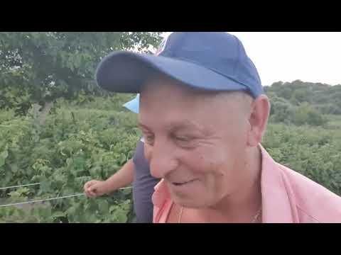Видео: А ви бачили півтора гектара малини. 