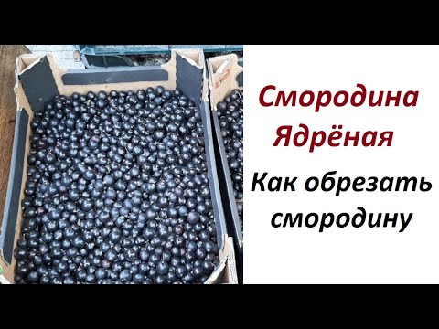 Видео: Смородина Ядреная. Как и когда обрезать смородину