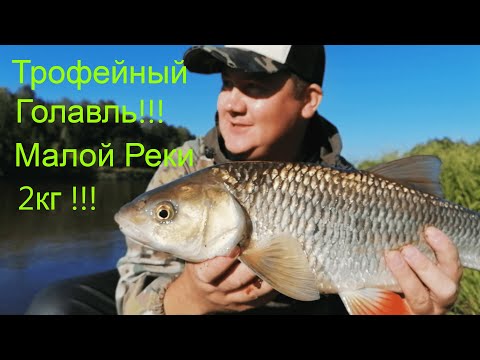 Видео: Трофейный Голавль 😳 2 КГ !!!