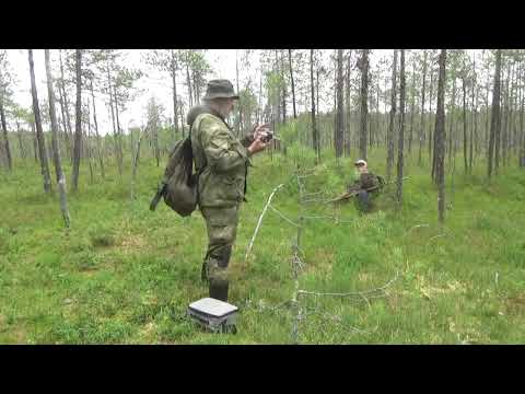 Видео: Легко ли угостить морошкой Удора 2025г #2