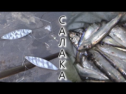 Видео: ЛОВЛЯ салаки НА САМОДУР 🎣 АЗБУКА ЛОВЛИ БАЛТИЙСКОЙ САЛАКИ 🎣