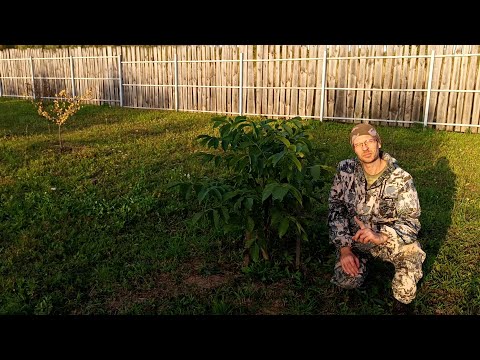 Видео: Ореховая аллея на 16 сентября 2025 года