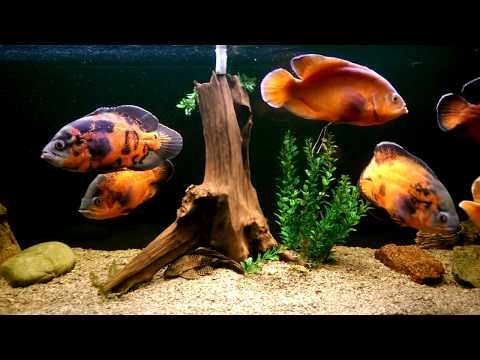 Видео: Astronotus Ocellatus. Oscar. Астронотусы в 450 литрах.