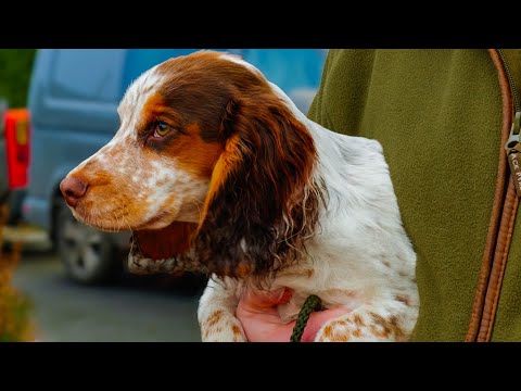 Видео: ИЗБЕГАЙТЕ ЭТИХ ОСНОВНЫХ ЛОВОК, КОТОРЫЕ ДЕЛАЮТСЯ С ЩЕНКОМ, И ПОЛУЧИТЕ ОТЛИЧНУЮ СОБАКУ