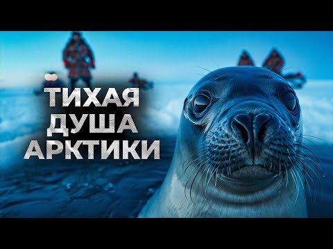 Видео: НЕРПА: главный хитрец Арктики. Как она обманывает врагов и выживает в аду льдов