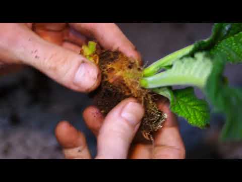 Видео: Будни стрепсовода. Деление куста. Идентификация спорта  рулетки и его удаление.