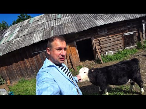 Видео: КУПИЛ БЫКА НА ОТКОРМ МЯСНОЙ ПОРОДЫ КАЗАХСКИЙ БЕЛОГОЛОВЫЙ БЫЧОК