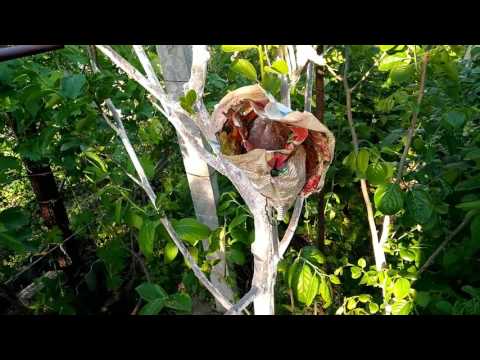 Видео: Прививка хурмы, часть 2