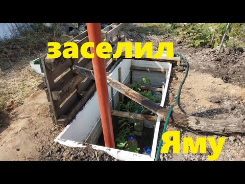 Видео: Заселяем яму Инжиром