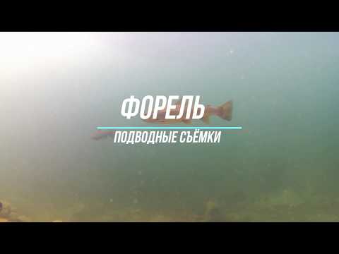 Видео: #ФОРЕЛЬ ПОДВОДНЫЕ СЪЁМКИ В АРМЕНИИ