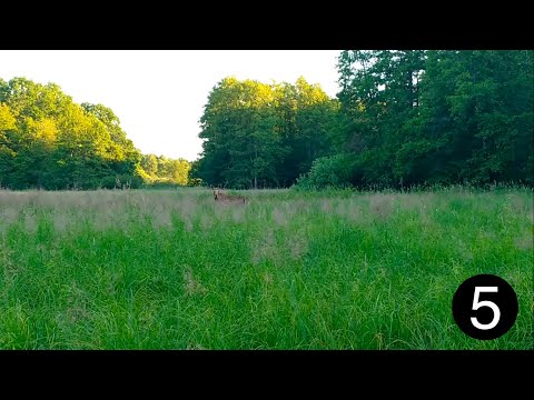 Видео: 5. Поход с Кирюхой. Встретили лося