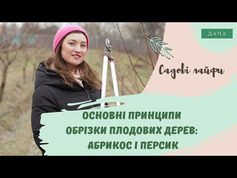 Видео: Основні Принципи Обрізки Плодових Дерев: Абрикос і Персик.