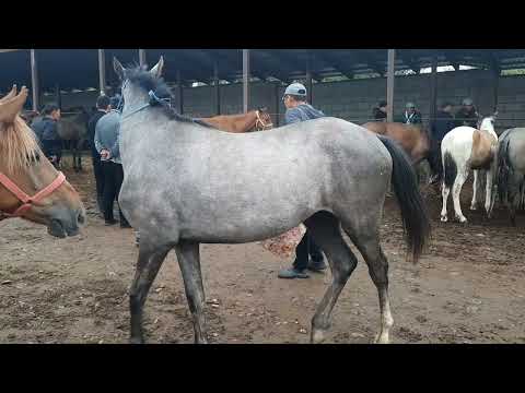Видео: Тай құнандар, Алматы, Бәйдібек би ауылы мал базар. 13 08 23.