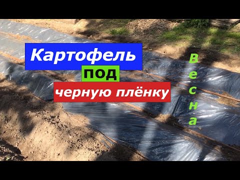 Видео: Зачем садить картошку под черную плёнку?