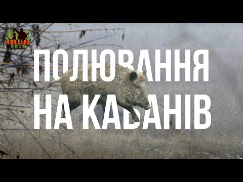 Видео: Загінне полювання на кабанів. Ловецька школа Випуск 2